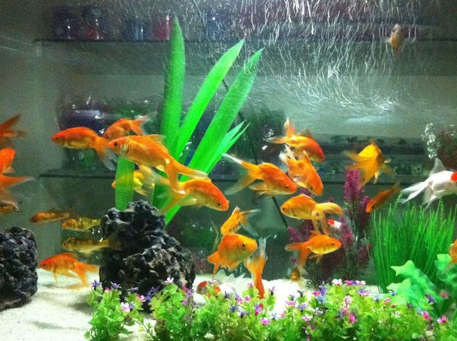 60 gallons freshwater fish tank (mostly fish and non-living decorations) - gold