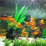 60 gallons freshwater fish tank (mostly fish and non-living decorations) - gold