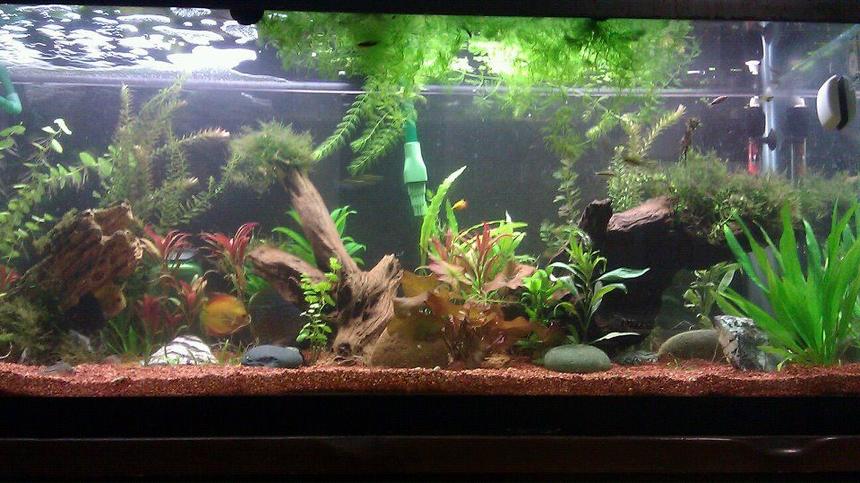 Rated #72: 75 Gallons Planted Tank - 75 Gallon Planted