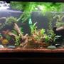 75 gallons planted tank (mostly live plants and fish) - 75 Gallon Planted