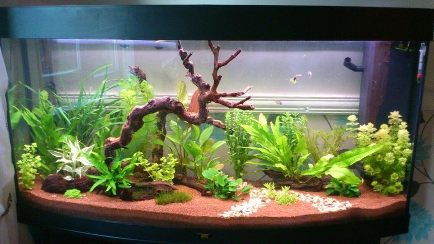 Rated #39: 57 Gallons Planted Tank - 4ft 260lt planted tank mainly for dwaft shrimp keeping