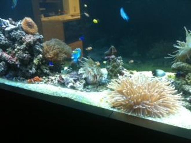 800 gallons reef tank (mostly live coral and fish) - About 1/3 stocked currently 160kg live rock with various corals, anemones, shrimp, prawns, crabs, starfish and fish