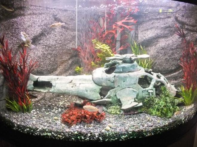 42 gallons freshwater fish tank (mostly fish and non-living decorations) - Fluval Venezia 190 Corner Aquarium with 11 figure eight pufferfish and 1 leopard sailfin pleco.