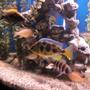 freshwater fish - nimbochromis venustus - venustus cichlid stocking in 75 gallons tank - .