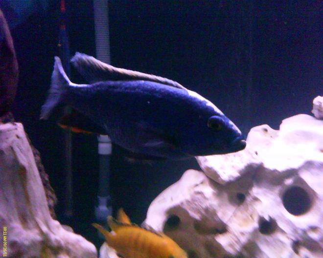 freshwater fish - sciaenochromis fryeri - electric blue hap stocking in 150 gallons tank - 6.5" Adult Male F1 Sciaenochromis Fryeri (Maleri Is.)
Ahli Electric Blue