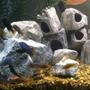 fish tank picture - Mbuna Tank