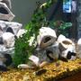 fish tank picture - Mbuna matata, right side of tank