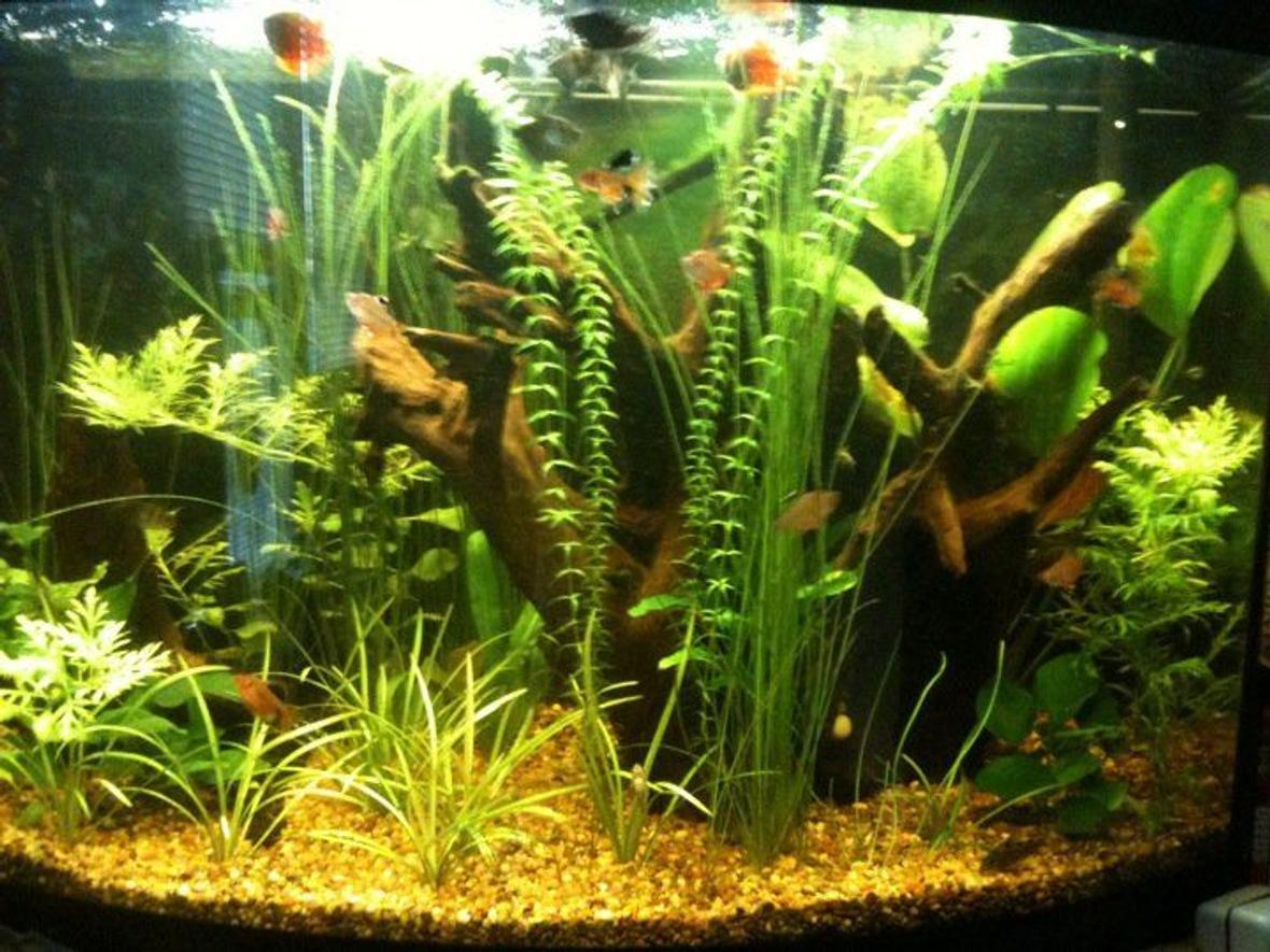 36 gallons planted tank (mostly live plants and fish) - my first planted tank