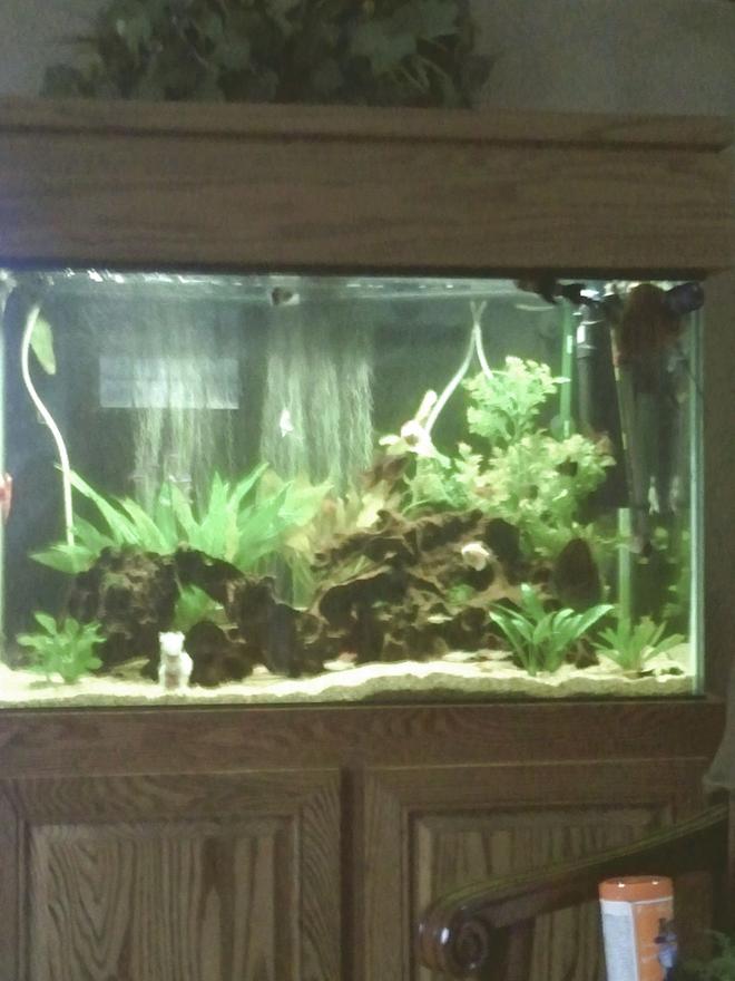 66 gallons freshwater fish tank (mostly fish and non-living decorations) - Full view of 66 gallon.  All plants are live exception of large one in back right corner.  

Forgive quality of picture.  Android phone takes marginal picture.   In the image there is also the best chair in the house to watch the fish.