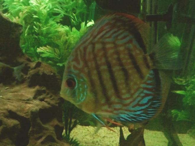 freshwater fish - symphysodon aequifasciata - royal blue discus stocking in 66 gallons tank