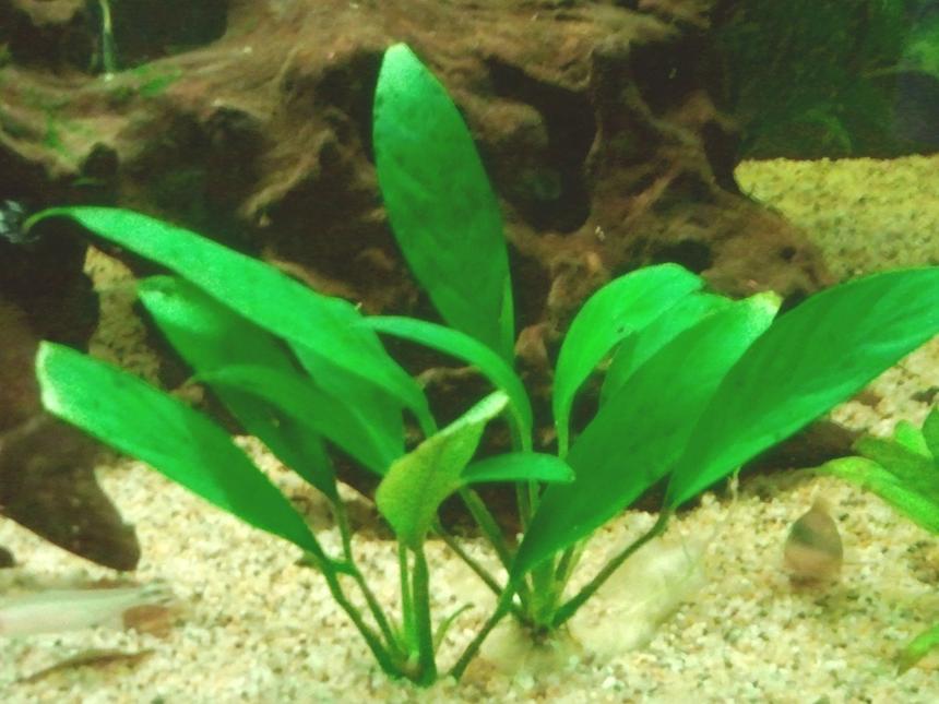 Rated #181: 66 Gallons Planted Tank - Just one the sword plants I have in the tank.  I only have one artificial plant.  Pretty pleased that I've been able to keep my plants alive and growing!!  I think its the T-5 corallife light.