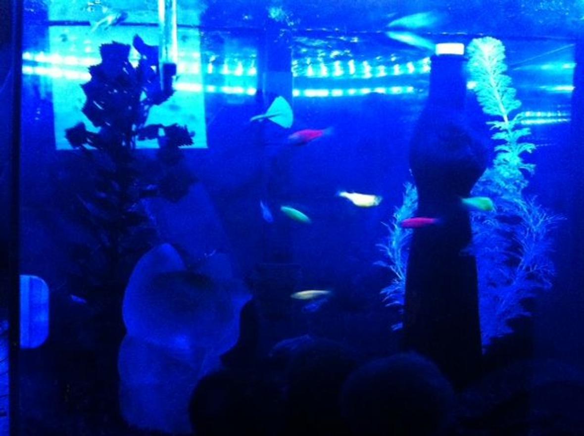 45 gallons freshwater fish tank (mostly fish and non-living decorations) - blurry glofish and glass cats
