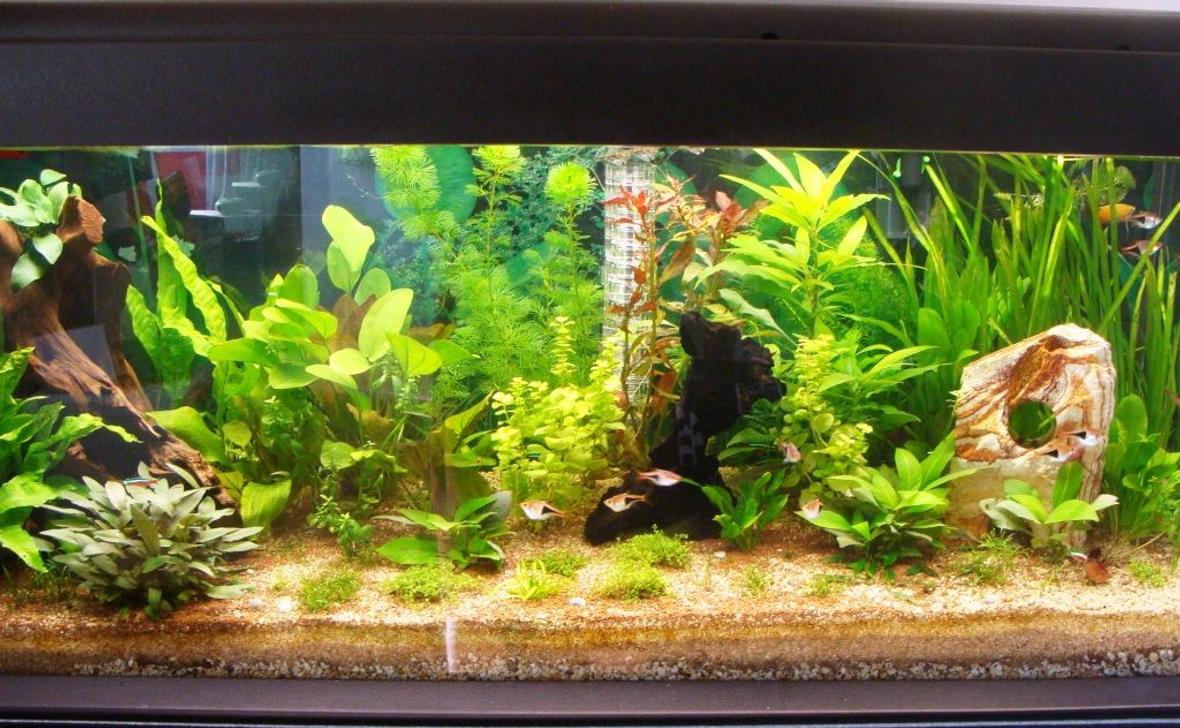 62 gallons planted tank (mostly live plants and fish) - 240l planted started july 2011