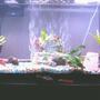 55 gallons freshwater fish tank (mostly fish and non-living decorations) - Super crystal