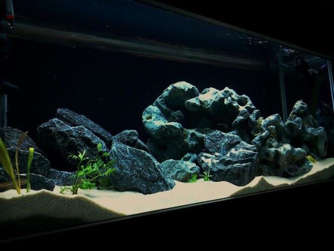80 gallons freshwater fish tank (mostly fish and non-living decorations) - Just finished setting up my rift tank and would like to share with the world! Ive been addicted to cichlids and have been caring for them for about 5 years now.