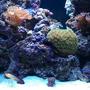 34 gallons reef tank (mostly live coral and fish) - Red sea max