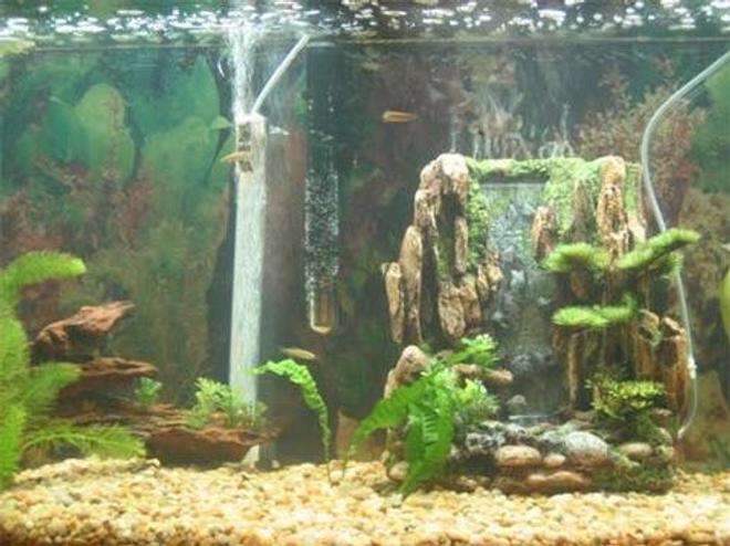 freshwater fish stocking in 30 gallons tank
