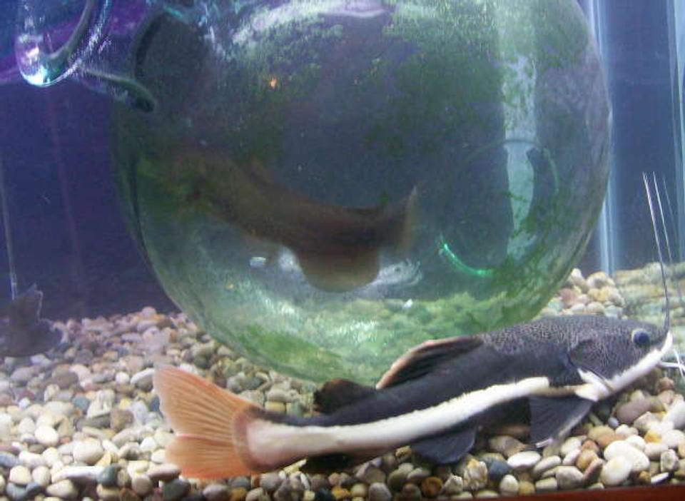 freshwater fish - phractocephalus hemioliopterus - redtail cat stocking in 120 gallons tank - th red tailed and bull head