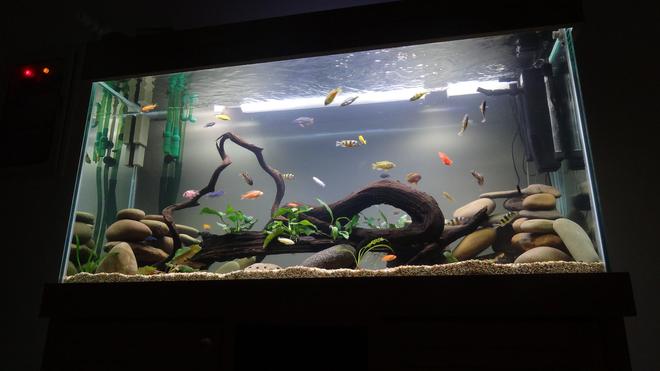 209 gallons freshwater fish tank (mostly fish and non-living decorations) - new cichlid setup with live plants