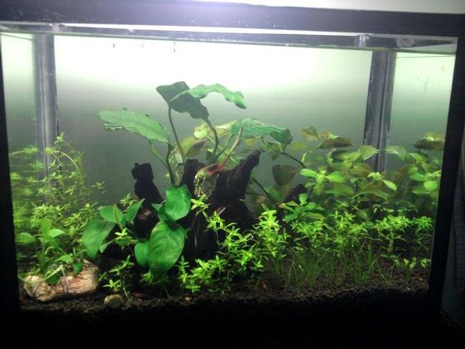 5 gallons planted tank (mostly live plants and fish) - Size:-W14 x D8.5xH 10  inch 
Light:-23  watt  CFL 
Co2:-  DIY  Co2 
Substrate:-  ADA 
Plants:-  Anubias nana,Anubias  coffefolia,Anubias barteri,Anubias  afzeli,ludwigiaRepens,Hair grass,Hemianthus micranthemoides 
Invertebrates:-shrimps and nerite  snails
