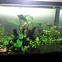 5 gallons planted tank (mostly live plants and fish) - Size:-W14 x D8.5xH 10 inch Light:-23 watt CFL Co2:- DIY Co2 Substrate:- ADA Plants:- Anubias nana,Anubias coffefolia,Anubias barteri,Anubias afzeli,ludwigiaRepens,Hair grass,Hemianthus micranthemoides Invertebrates:-shrimps and nerite snails