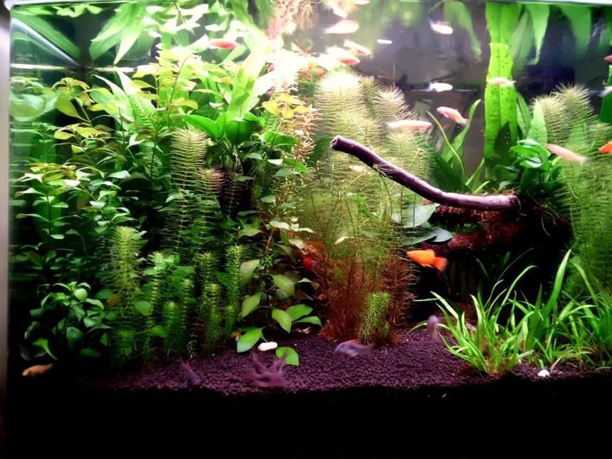 Rated #25: 24 Gallons Planted Tank - This aquascape looks much better in real life.