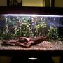 25 gallons freshwater fish tank (mostly fish and non-living decorations) - My 3foot fish tank
