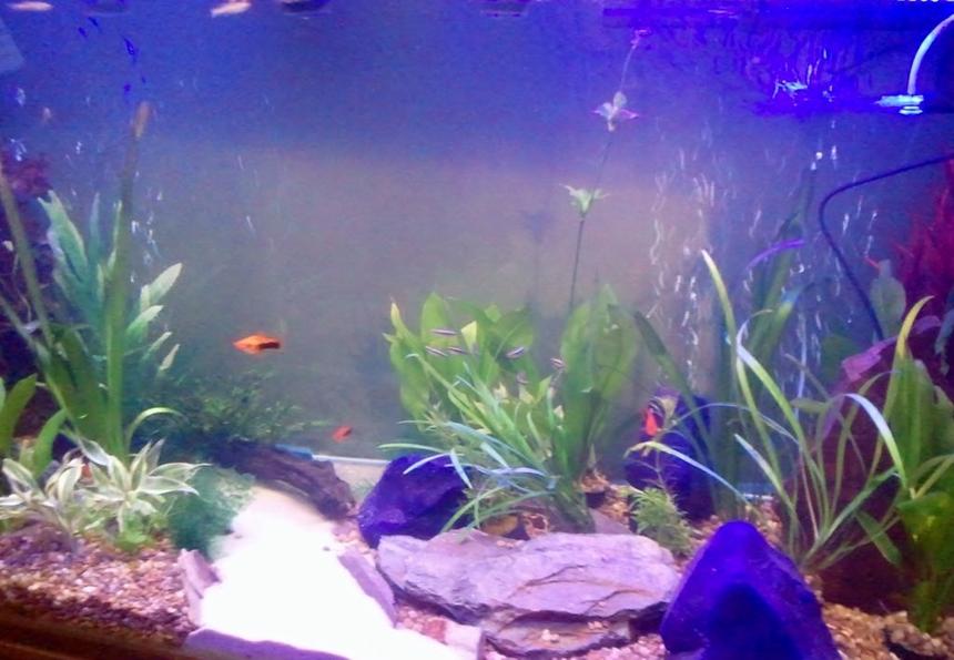 Rated #180: 87 Gallons Freshwater Fish Tank - new tank 
330l 
two filters one hood one external