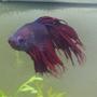 freshwater fish - betta splendens - crown tail betta stocking in 39 gallons tank - Red Crown Tail