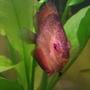 freshwater fish stocking in 39 gallons tank - Red Ceramic Discus