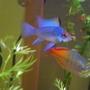 freshwater fish - papiliochromis ramirezi - electric blue ram stocking in 39 gallons tank - Electric Blue Ram