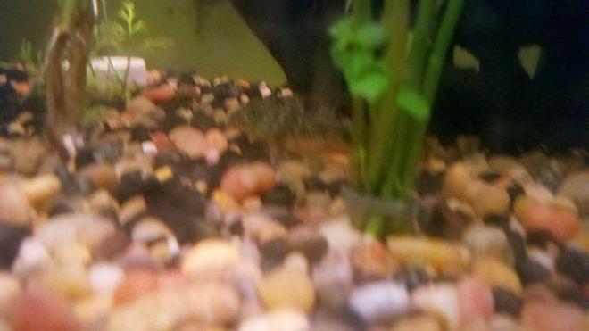 freshwater fish - corydoras paleatus - peppered cory cat stocking in 39 gallons tank - Peppered Cory Cat