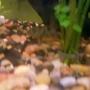 freshwater fish - corydoras paleatus - peppered cory cat stocking in 39 gallons tank - Peppered Cory Cat