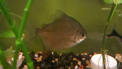 freshwater fish - metynnis argenteus - silver dollar stocking in 39 gallons tank - Red Hook II