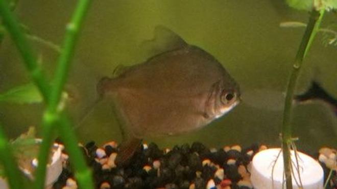 freshwater fish - metynnis argenteus - silver dollar stocking in 39 gallons tank - Red Hook II