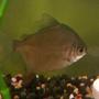 freshwater fish - metynnis argenteus - silver dollar stocking in 39 gallons tank - Red Hook II