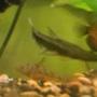 freshwater fish - pseudoplatystoma fasciatum - tiger shovelnose cat stocking in 39 gallons tank - Shovelnose