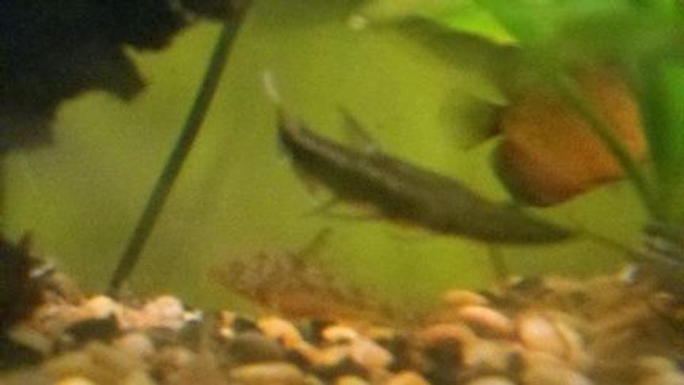 freshwater fish - pseudoplatystoma fasciatum - tiger shovelnose cat stocking in 39 gallons tank - Shovelnose