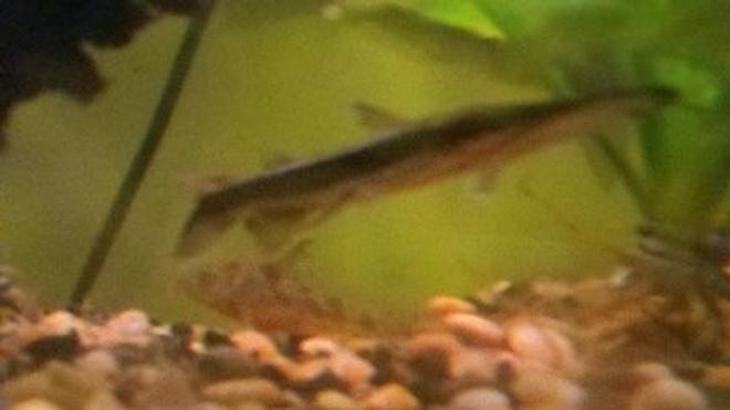freshwater fish - pseudoplatystoma fasciatum - tiger shovelnose cat stocking in 39 gallons tank - Shovelnose (Part II)