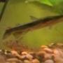 freshwater fish - pseudoplatystoma fasciatum - tiger shovelnose cat stocking in 39 gallons tank - Shovelnose (Part II)