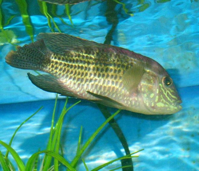 freshwater fish - aequidens rivulatus - green terror stocking in 45 gallons tank - Green Terror-It shows a wonderful vibrant color and about 6 inches long.