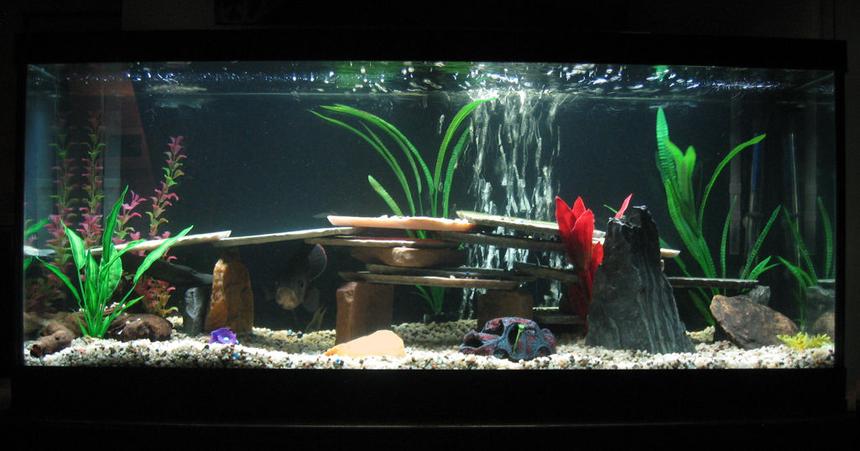 Rated #65: 75 Gallons Freshwater Fish Tank - 75 Gallon Freshwater Tank with 1 Tiger Oscar.