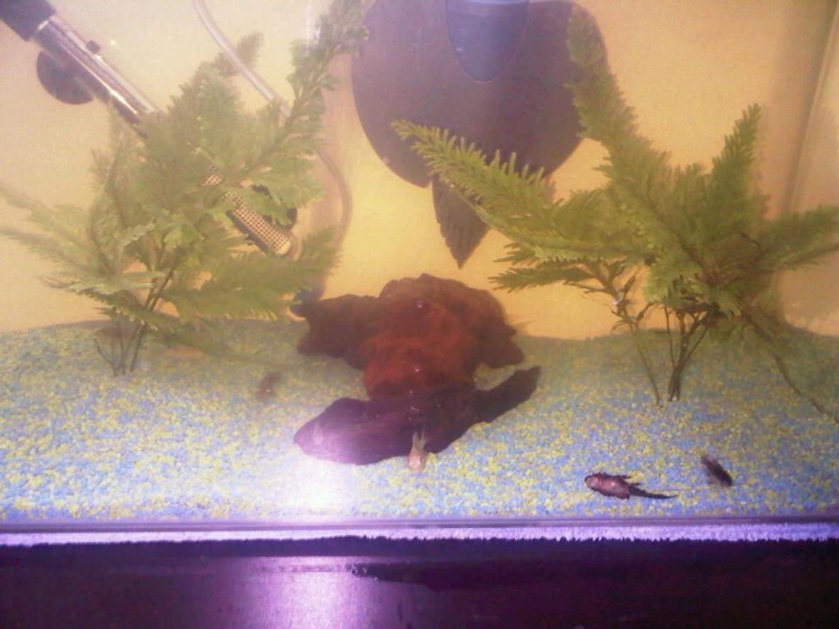 20 gallons freshwater fish tank (mostly fish and non-living decorations) - here is my aquarium with a few of the residents which have now all been moved to a new bigger aquarium keeping the same set up