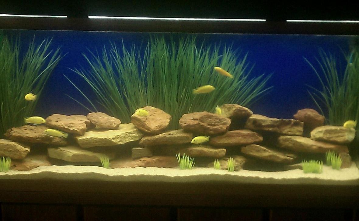 55 gallons freshwater fish tank (mostly fish and non-living decorations) - 55 gallon african cichlids