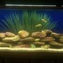 55 gallons freshwater fish tank (mostly fish and non-living decorations) - 55 gallon african cichlids