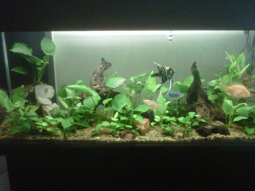 Rated #102: 150 Gallons Planted Tank - Planted tank
