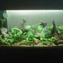 150 gallons planted tank (mostly live plants and fish) - Planted tank