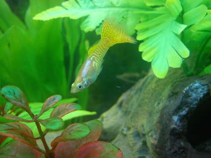 freshwater fish - poecilia reticulata - lemon cobra guppy stocking in 40 gallons tank - Yellow Guppy!