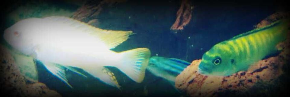 freshwater fish - pseudotropheus flavus - dinghani stocking in 70 gallons tank - My Pseudotropheus flavus and Pseudotropheus zebra.