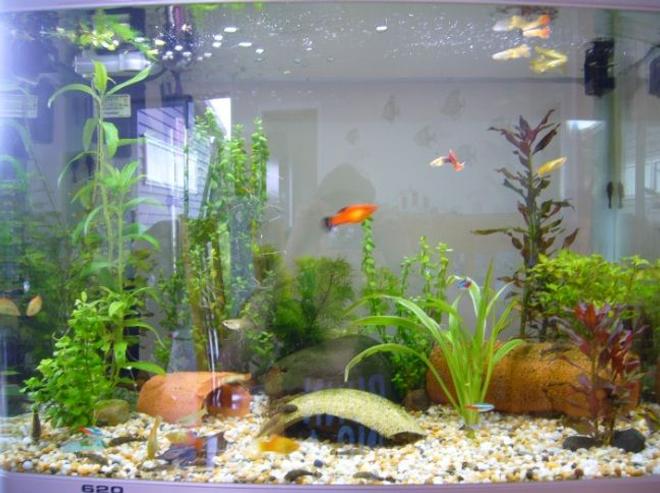 30 gallons planted tank (mostly live plants and fish) - 90L Aqua One AR620
Home to:
A Brown Bristlenose Pair,
Kribensis Pair,
6x Neon Tetras,
6x Platties,
8x Guppies